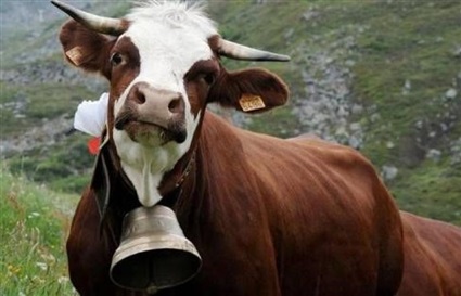 أبقار الكاوبوي 
