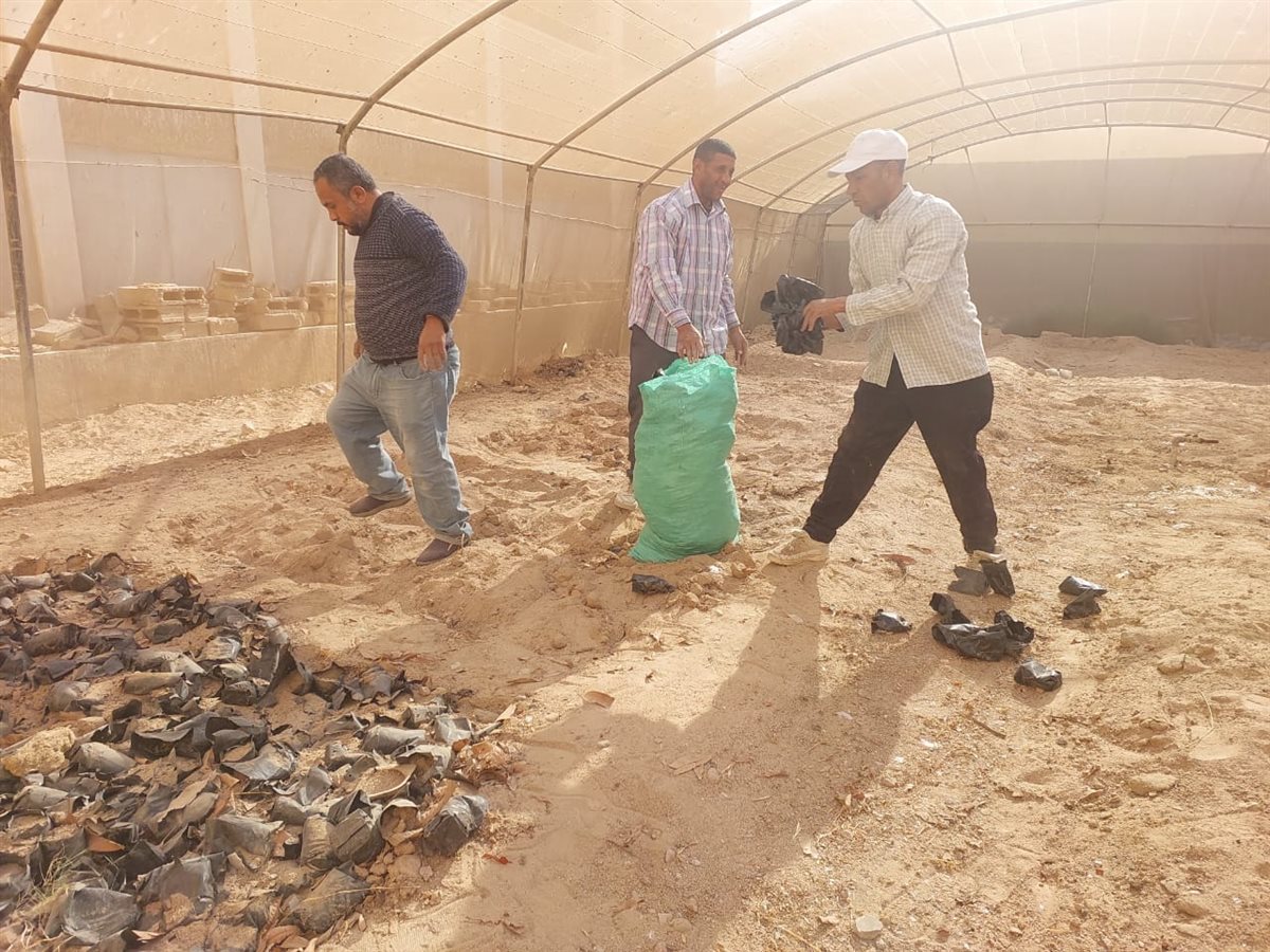 طور سيناء تبدأ تجهيز الصوبة الزراعية لتطوير العمل بالمديرية