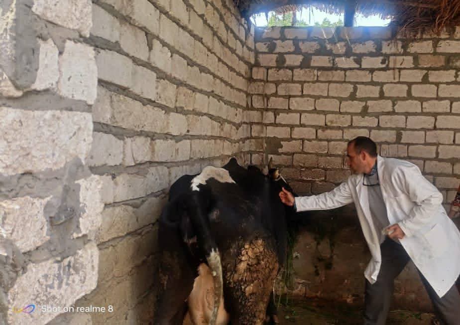 محافظ المنيا يُتابع نتائج الحملة القومية لتحصين الماشية ضد الجلد العقدي وجدري الأغنام