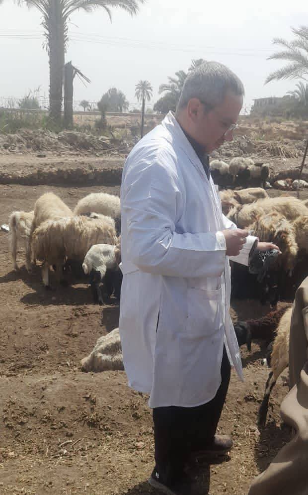 محافظ المنيا يُتابع نتائج الحملة القومية لتحصين الماشية ضد الجلد العقدي وجدري الأغنام