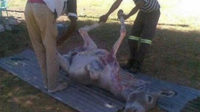 أهالى دسوق يلقنون شخصين «علقة ساخنة» لذبحهما حمار