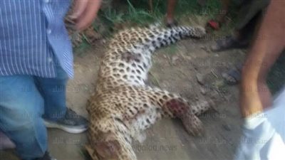 نمر يلتهم طفلة ويسبب الذعر لأهالي العياط بالجيزة