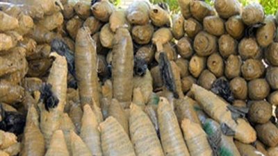 ضبط 125 كيلو بانجو في حملة أمنية بأسوان