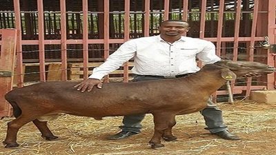 «سوداني» يًهجِّن خروف ليصل وزنه 160 كيلو جراماً خلال 3 أشهر