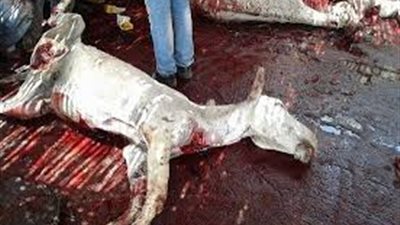 «مباحث بني سويف»: ضبط 4 حمير قبل طرحها في محلات الجزارة