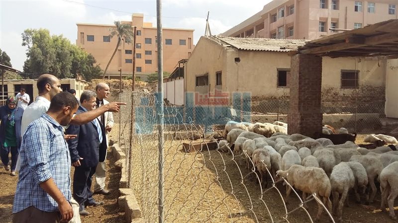 رئيس جامعة بنها يشرف