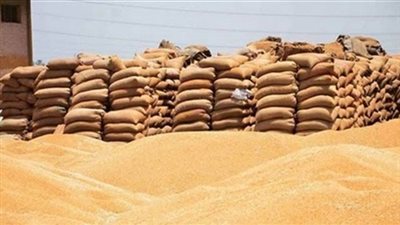 الحكومة تقرر رفع سعر توريد أردب القمح 30 جنيها