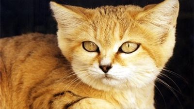 بالصورة.. مداومة قط على صلاة الفجر بقرية 