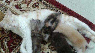 ضباط شرطة يساعدون قطة على الولادة بالإسماعيلية 