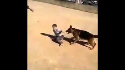 بالفيديو.. كلب يهاجم طفل صغير ويعضه في أنحاء مختلفة من جسده