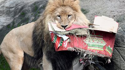 بالصور.. الحيوانات تحتفل بالكريسماس في حدائق حيوانات ألمانيا