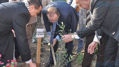 بالصور.. محافظ بني سويف يشارك في زراعة 2500 شجرة زيتون بمركز ناصر