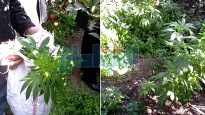 ضبط 49 شجيرة بانجو مزروعة داخل حديقة موالح بالمنوفية