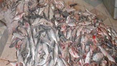  مديرية أمن البحر الأحمر تضبط نصف طن أسماك فاسدة