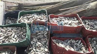 أمن الإسماعيلية يحبط تهريب ذريعة أسماك إلى إسرائيل من بحيرة التمساح