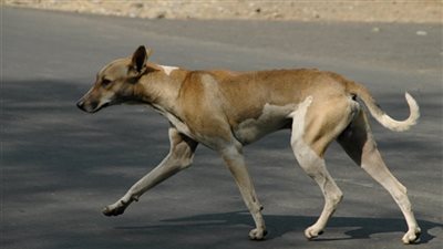 كلب ضال يعقر 5 أشخاص بينهم 3 من أسرة واحدة بأطفيح