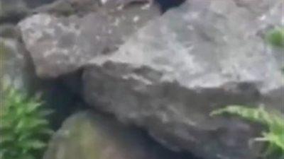 بالفيديو.. فأر يدخن السجائر بعدما شعر بالتعب