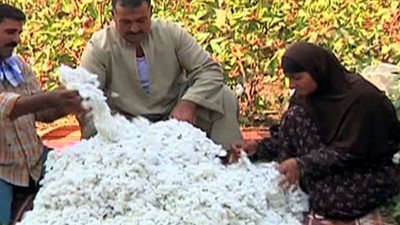 العزوف عن الزراعة والتصنيع.. إهمال الحكومة.. تزوير العلامة التجارية.. أهم أسباب تراجع القطن المصري