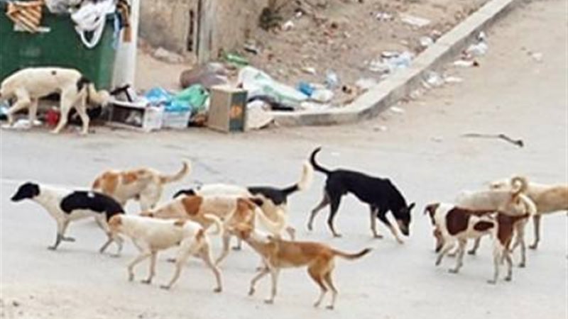 أرشيفية