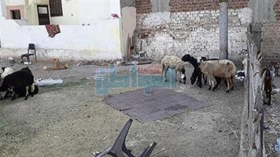 بالصور.. 