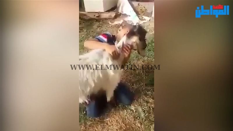 المواطن