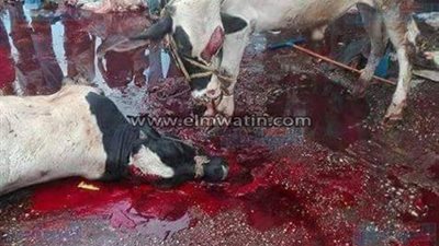علمونا الرفق بالحيوان.. عقيدة من تسمح بذلك؟