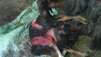 بقرة تضع عجل برأسين و6 أرجل في ولادة قيصرية نادرة بأسيوط