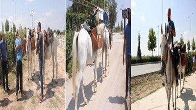 بالفيديو.. بولندي يجعل وسيلة سفره للقدس على ظهر 