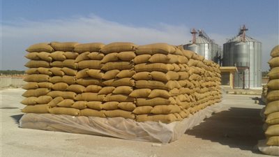 في مناقصة عالمية.. مصر تشتري 230 ألف طن قمح روسي