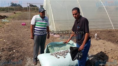 بالصور.. حملة مكبرة لمكافحة القوارض بمدينة السنطة في الغربية