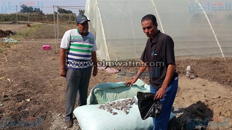 المواطن