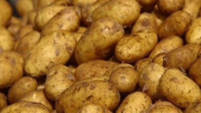 الزراعة توضح شروط استيراد تقاوي البطاطس