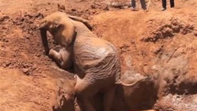 بالفيديو.. طريقة ذكية لإنقاذ فيل عالق في حفرة كبيرة
