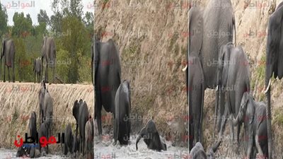 فيديو|معاناة فيل صغير يصارع من اجل انقاذ نفسه من الوحل