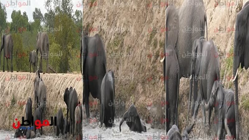 معاناة فيل صغير