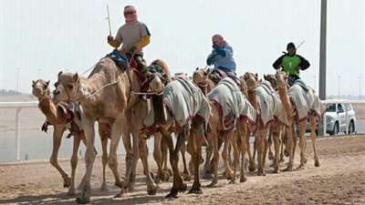 مهرجان دولي لسباق الهجن العربية غرب سهيل بأسوان