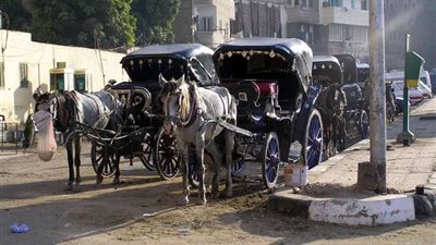 صور| قلعة قايتباي تتحول لـ 