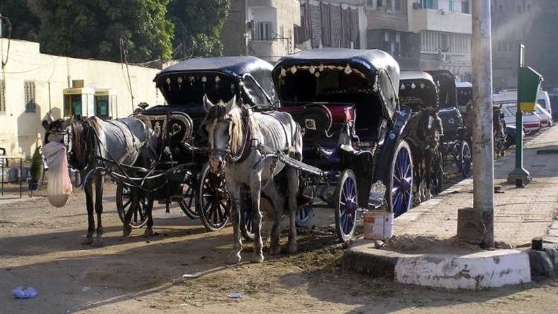 قلعة قايتباي-الحنطور