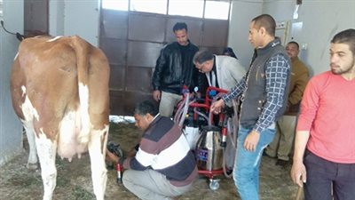 صور| سلالات جديدة من الأبقار لمدرسة الخارجة بالوادي الجديد