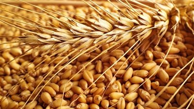 أسعار طن القمح الأربعاء 28 مارس 2018