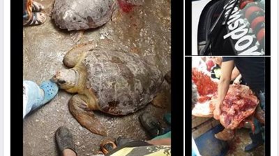 صور| ذبح السلاحف في البساتين حلال