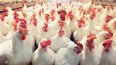 نشرة أسعار الدواجن اليوم الجمعة