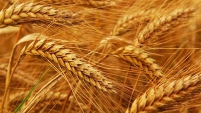 نشرة أسعار القمح السبت 31 مارس 2018