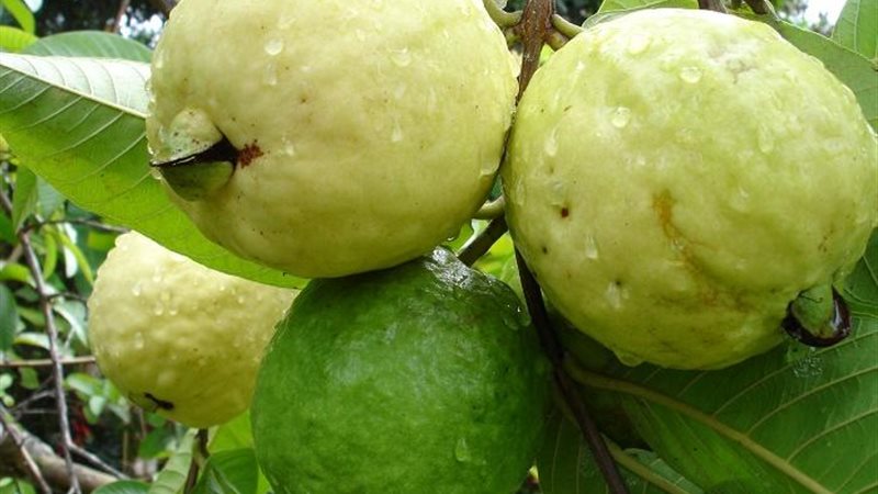 رفع الحظر المؤقت