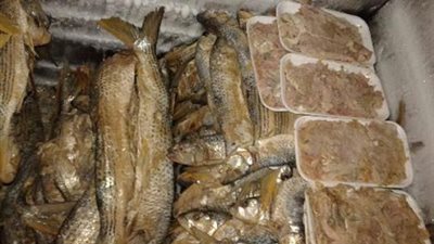 حملة تموينية مكبرة تسفير عن ضبط 9 أطنان أسماك رنجة فاسدة بالغربية