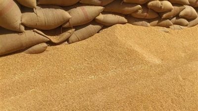 التموين بدء استلام القمح المحلي من المزارعين منتصف أبريل