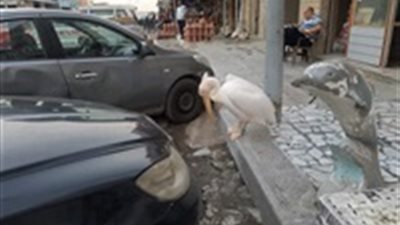 صور| صاحب محل يربط بجعه بالعمود ليجذب السياح.. والأهالي تستغيث بجمعيات الرفق بالحيوان