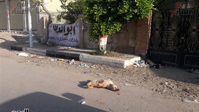 صور| حملة مكبرة لتخلص من الكلاب الضالة فى بلطيم