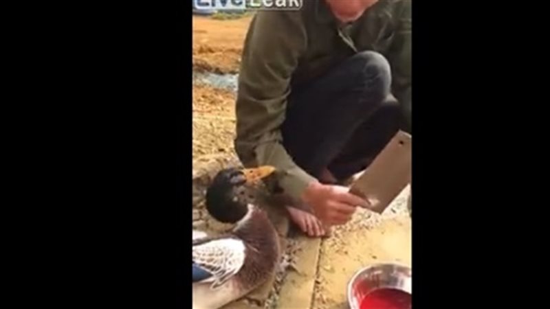 فيديو| بطة تحاول