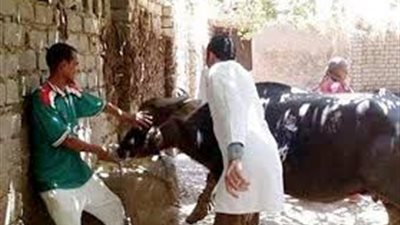 بدء تحصين الماشية ضد الحمى القلاعية ومحاضر للممتنعين بالغربية